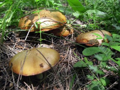 Brown mushrooms growing in the autumn forest Brown mushrooms growing in the autumn forest