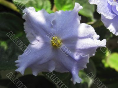 Violet flower with green leaves blooming in the house