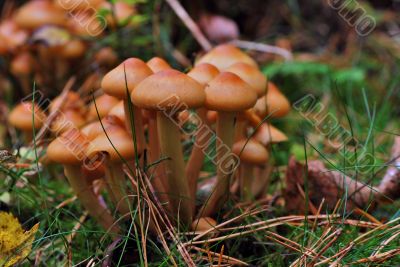 many mushroom many mushroom