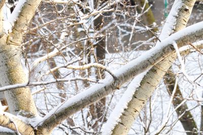  branches of trees 