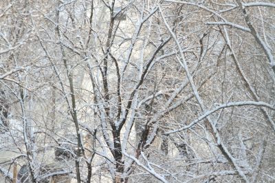  branches of trees 