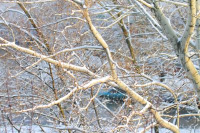  branches of trees 