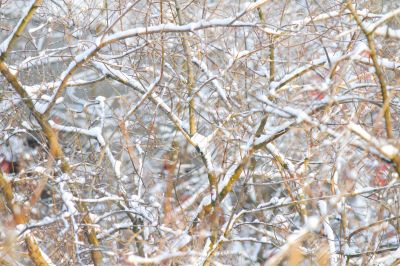  branches of trees 