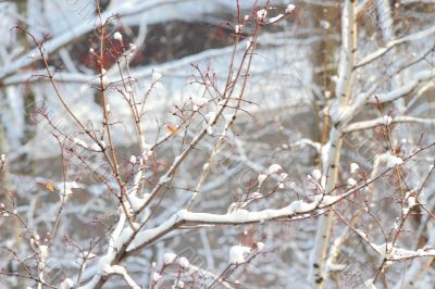  branches of trees 