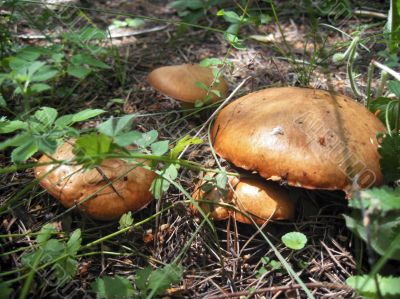 Brown mushrooms growing in the autumn forest