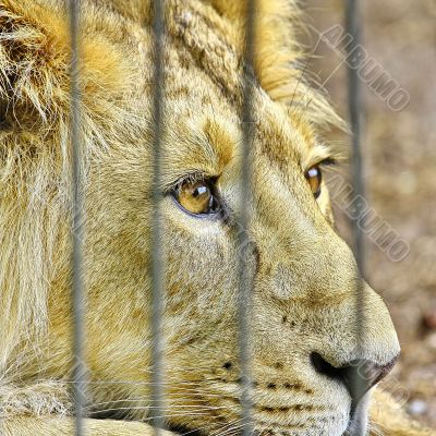  Lion in the Zoo