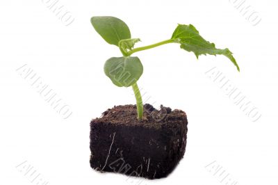 cucumber seedling