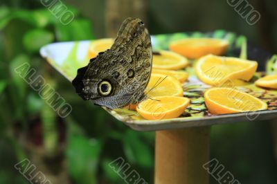 butterfly peacock butterfly peacock