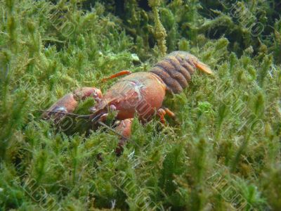 crayfish in the seagrass