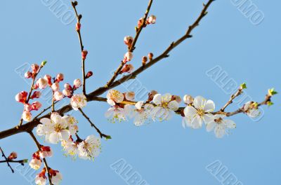Branch with white colours and pink kidneys