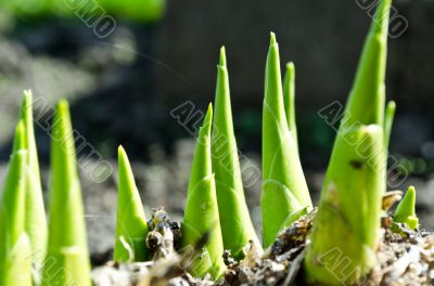 The green spring plant grows from under ground