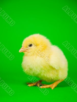 Newborn yellow chicken
