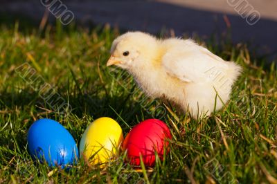 Small chicken with colorful Easter eggs