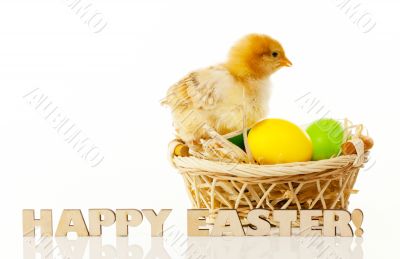 Basket with the Easter eggs and small chicken