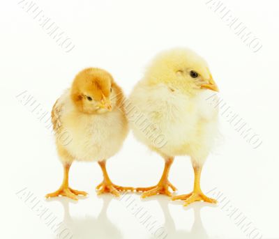Two small newborn chickens