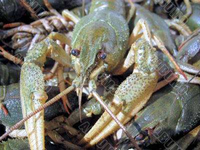 Photo of crayfish 1