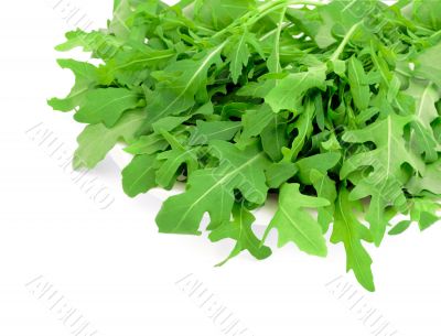 Fresh arugula on a white background