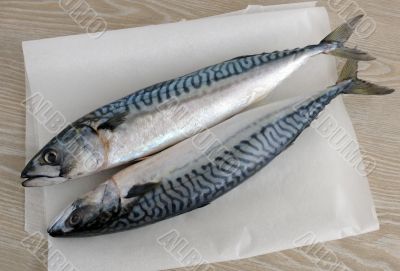 fresh mackerel fresh mackerel