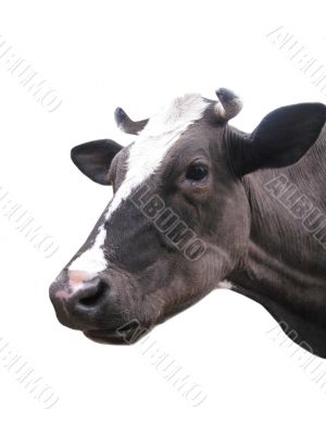 Black-and-white cow on the white background 