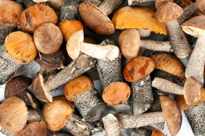 background of mushrooms