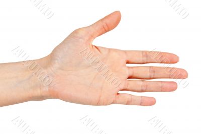 woman`s hand