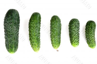 five ripe cucumber