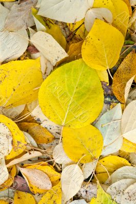 background of yellow and dry autumn leaves.