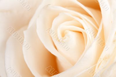 background of white roses