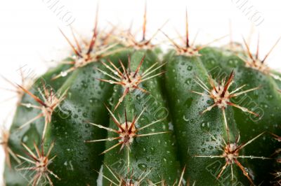 cactus with spines