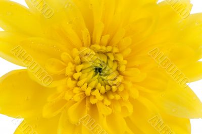 yellow chrysanthemum