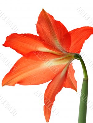 orange lily in the Rozsa drops