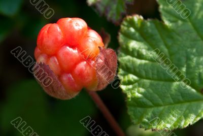 berry cloudberry