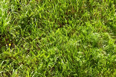 background of spring green grass