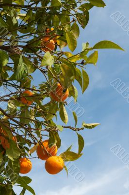 Branches with the fruits