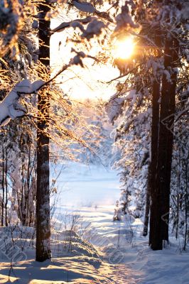 winter forest
