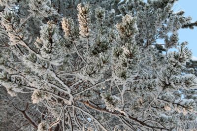 branches of pine trees in the snow