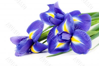 iris bouquet