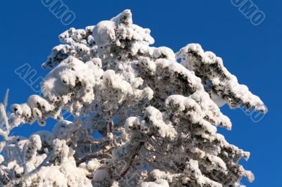 tree in the snow