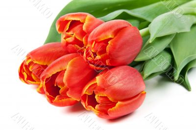 bouquet of red tulips