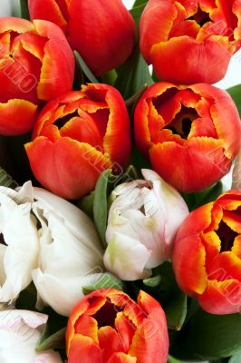 red and white tulips