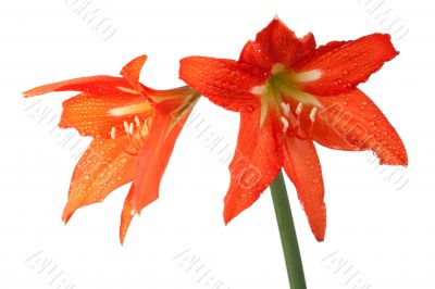 orange lily in the Rozsa drops