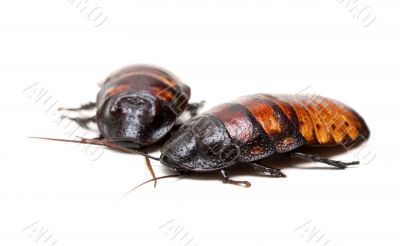 two Madagascar cockroaches