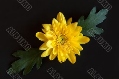 yellow chrysanthemum