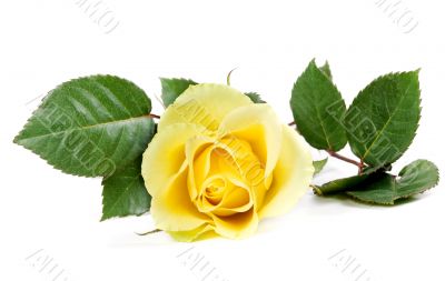 fresh yellow roses