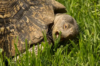 A turtle eating grass