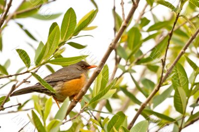 Smal orange beak bird