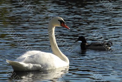 Swan and duck - communication