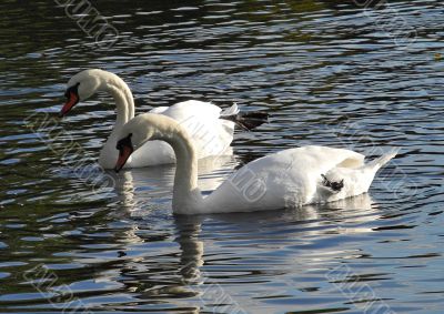 Love of swans