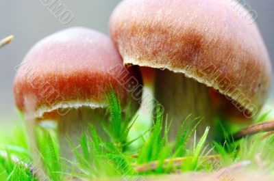 mushrooms growing in the forest