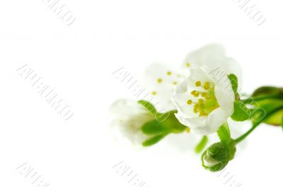 Tree branch with cherry flowers over white background 